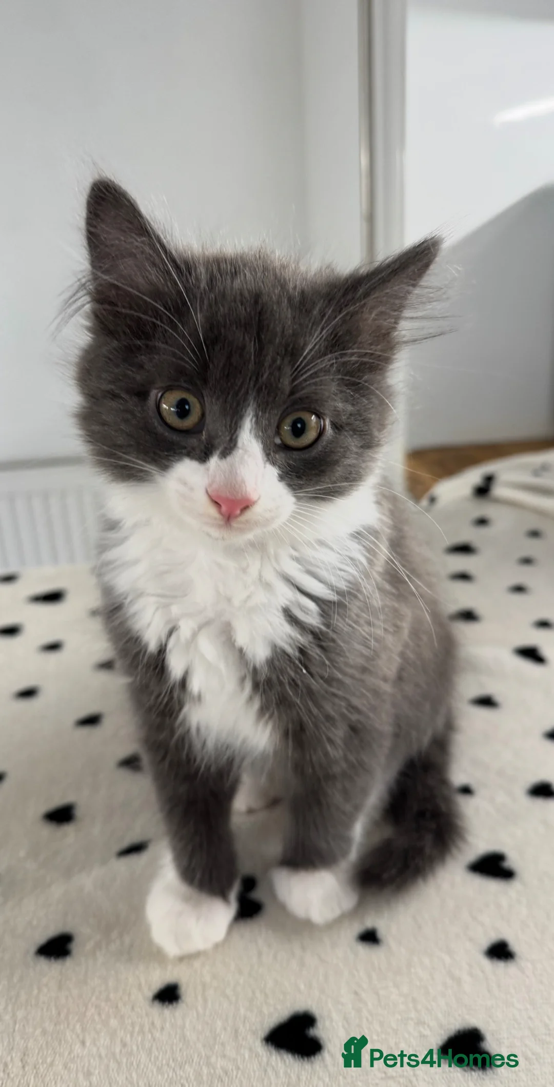 Mixed Breed cats for sale: 3 RAGDOLL MIX MALE KITTENS - Advert 1