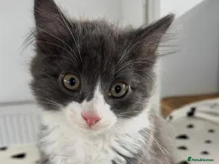 Mixed Breed cats 3 RAGDOLL MIX MALE KITTENS - Advert 1