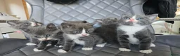 Mixed Breed cats for sale: Grey & white kittens * stunning  - Advert 8