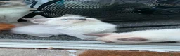 Ragdoll cats for sale: GCCF Blue Point Ragdoll Boys Ready Now - Advert 8