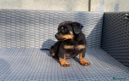Rottweiler dogs for sale: Rottweilers for sale - Image 1