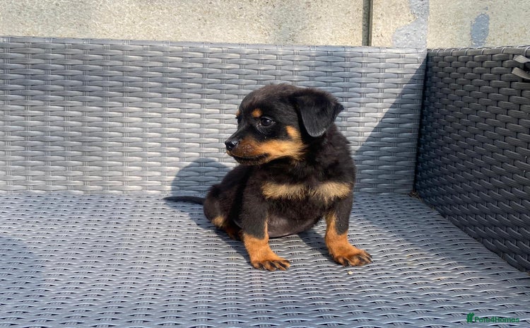 Rottweiler dogs - Advert 8