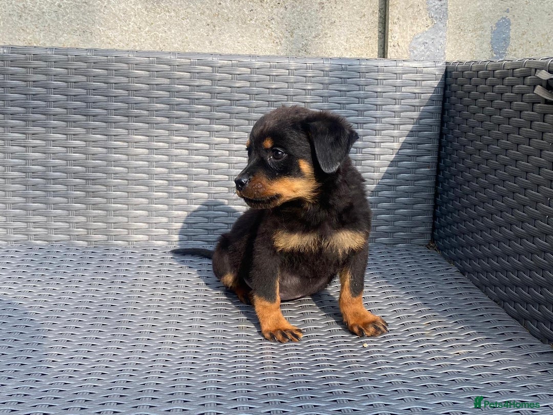 Rottweiler dogs for sale: Rottweilers for sale - Image 1