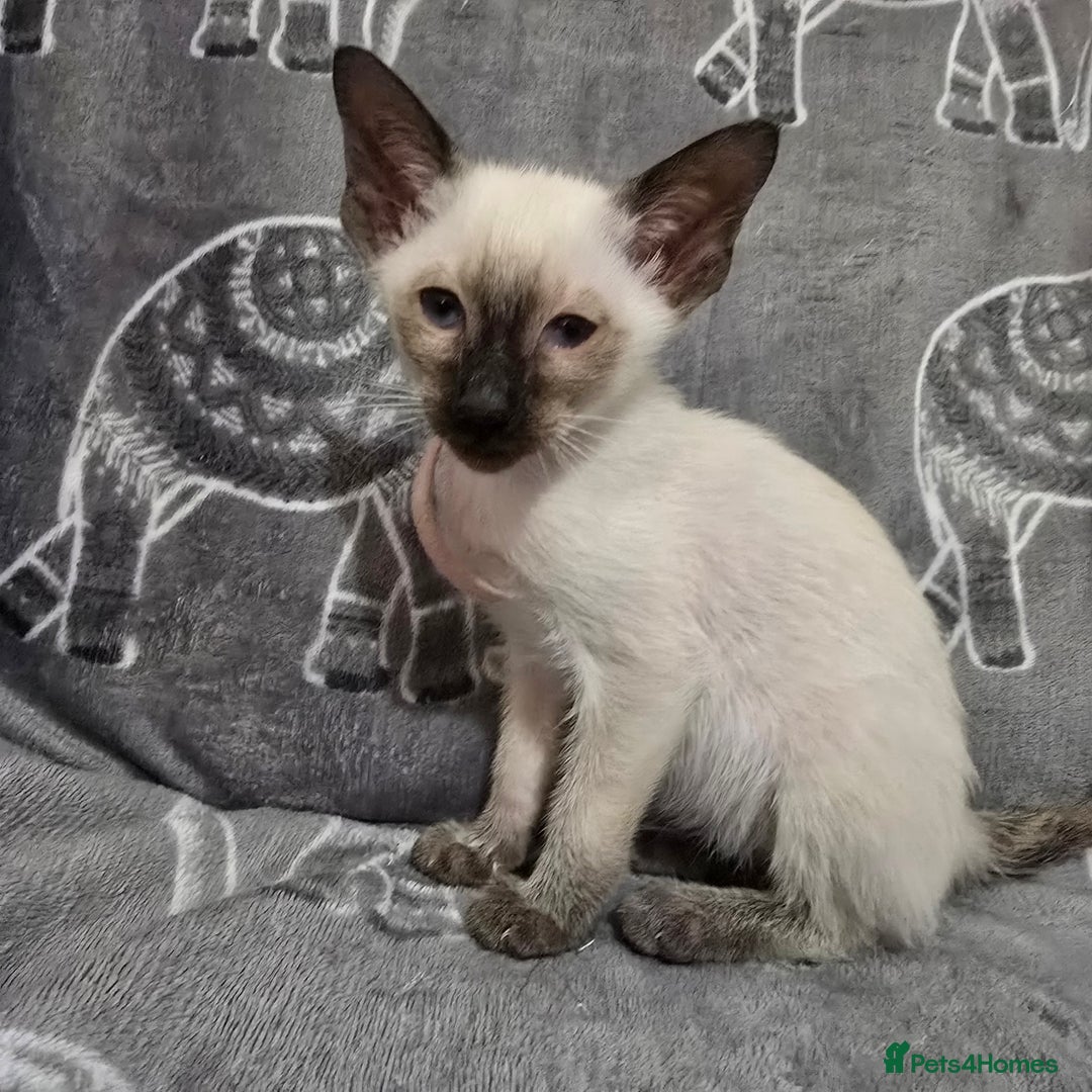 Siamese cats for sale: Gorgeous little cuddle buddies - Image 10