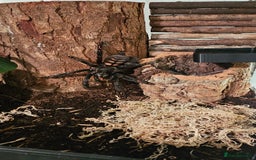 Tarantulas invertebrates for sale: Psalmopoeus Irminia / Venezuelan Sun Tiger AF - Image 3