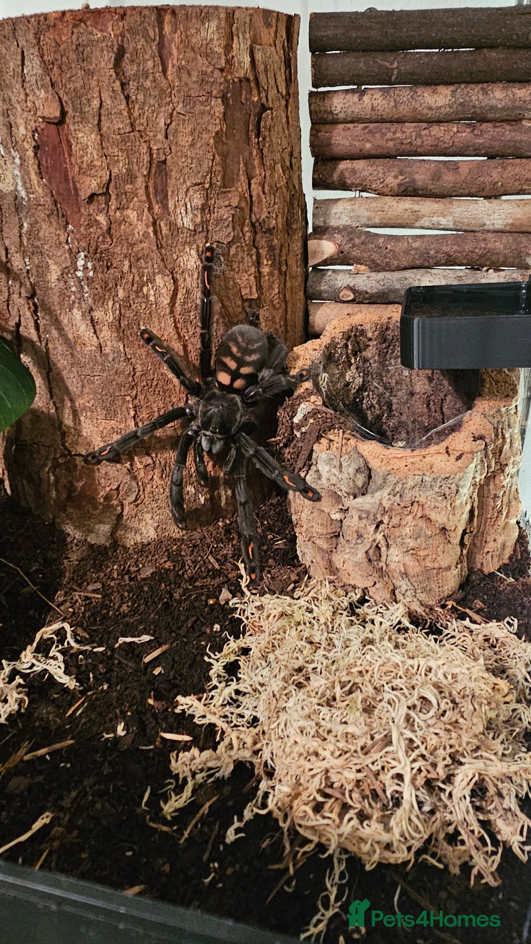 Tarantulas invertebrates for sale: Psalmopoeus Irminia / Venezuelan Sun Tiger AF - Image 3