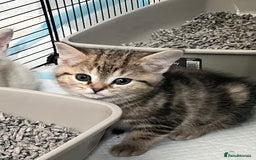 British Shorthair cats for sale: Beautiful British shorthair mixed kittens.  - Image 5