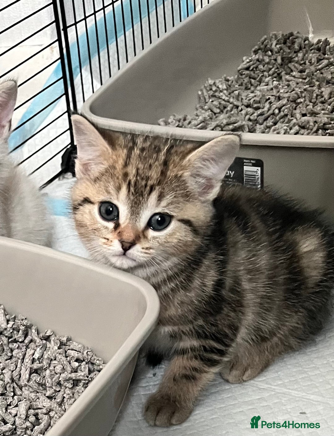British Shorthair cats for sale: Beautiful British shorthair mixed kittens.  - Image 5
