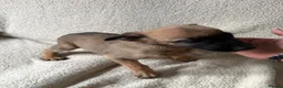 Belgian Shepherd Dog dogs for sale: Last 3 girls ready to leave now kc registered  - Advert 14