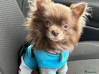 Chihuahua dogs kc lilac long haired chihuahua for Stud in South Shields - Advert 5