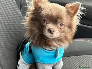 Chihuahua dogs kc lilac long haired chihuahua for Stud in South Shields - Advert 8