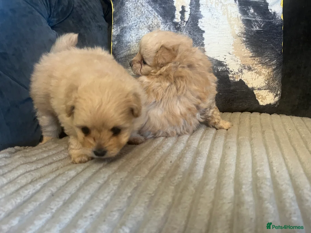 Pomapoo dogs for sale: Stunning pomapoo puppys  - Advert 11