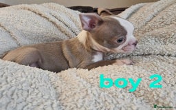 Boston Terrier dogs for sale: Lilac boston babies  - Image 12