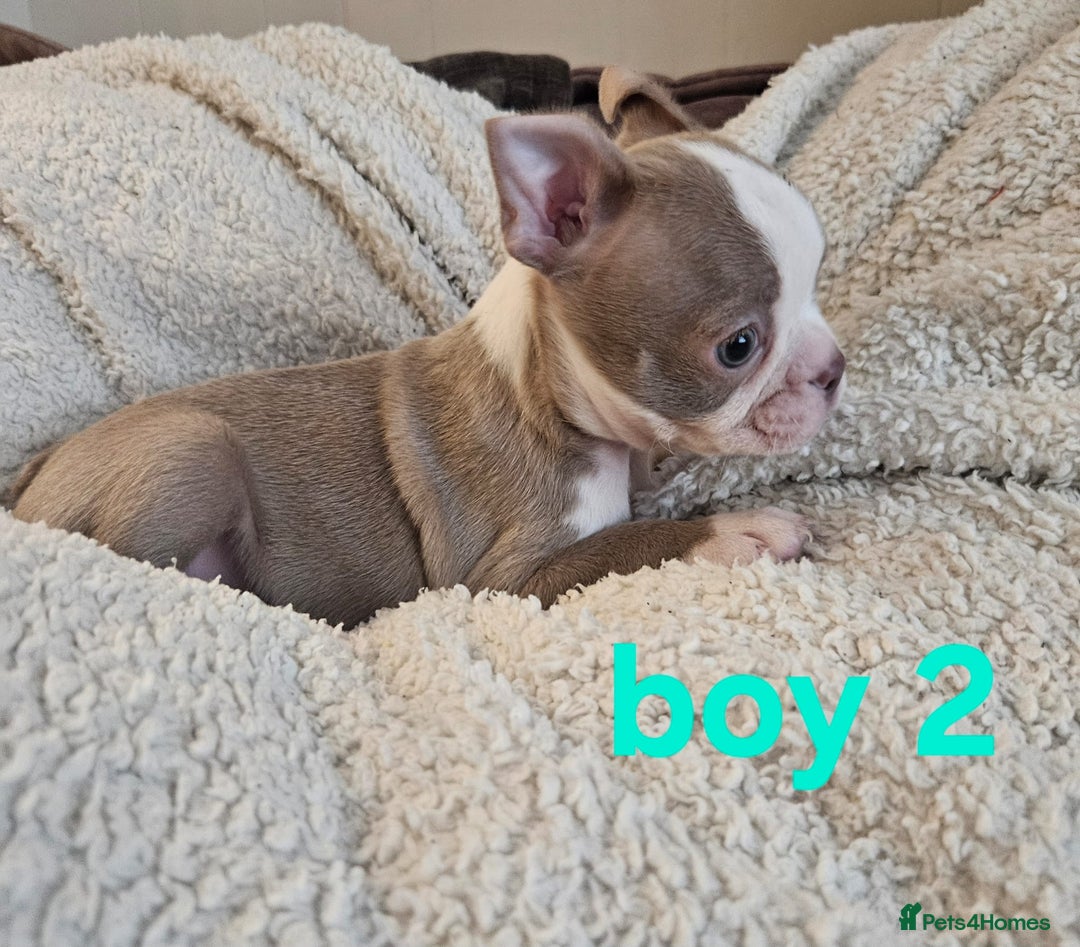 Boston Terrier dogs for sale: Lilac boston babies  - Image 12