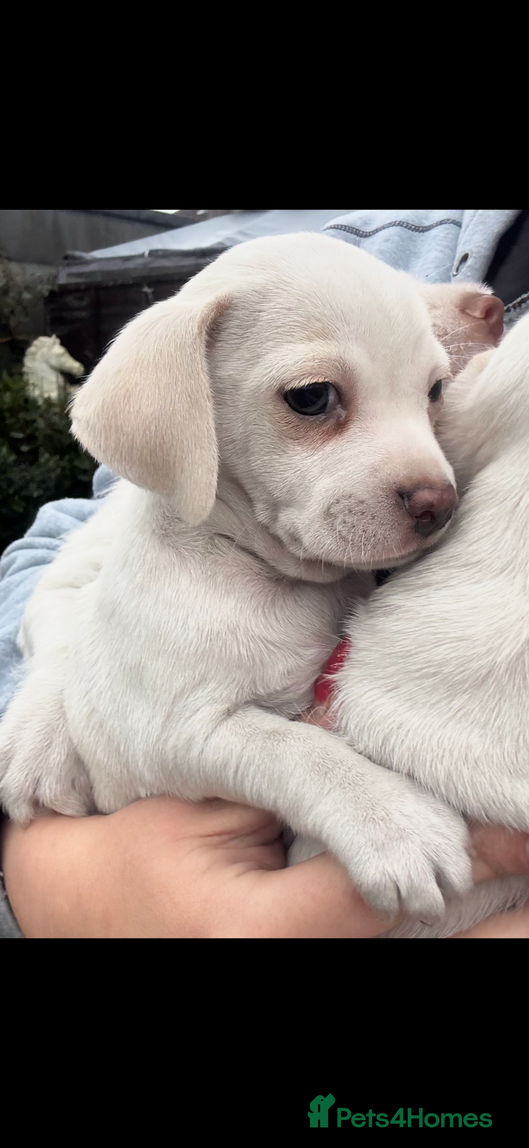 Jack Russell dogs for sale: Jack Russell puppy’s  - Advert 6