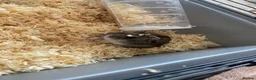 Hamster rodents for sale: Russian dwarf hamster! - Advert 2
