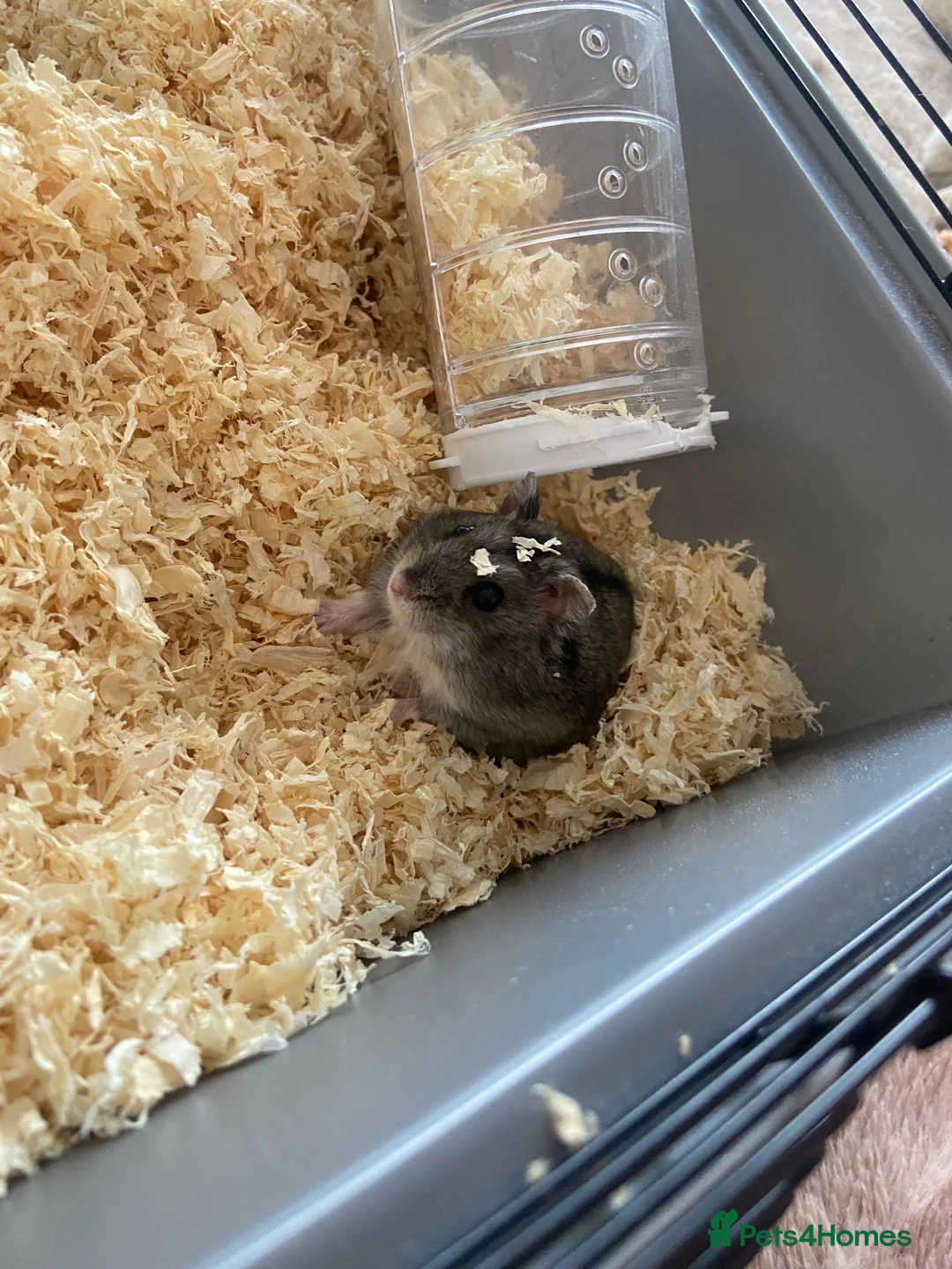 Hamster rodents for sale: Russian dwarf hamster! - Advert 2