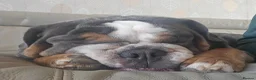 English Bulldog dogs for stud: For stud KC registered  - Advert 5