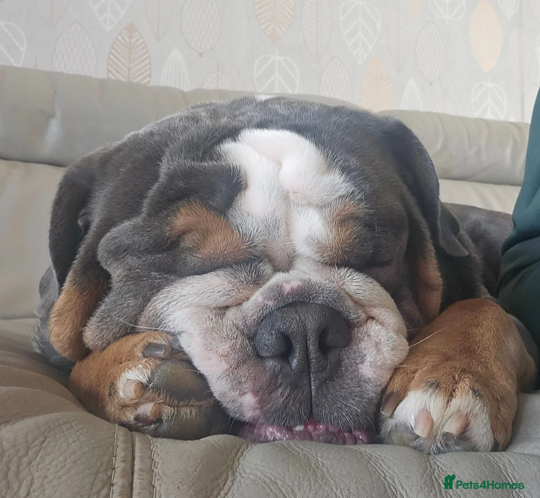 English Bulldog dogs for stud: For stud KC registered  - Advert 5