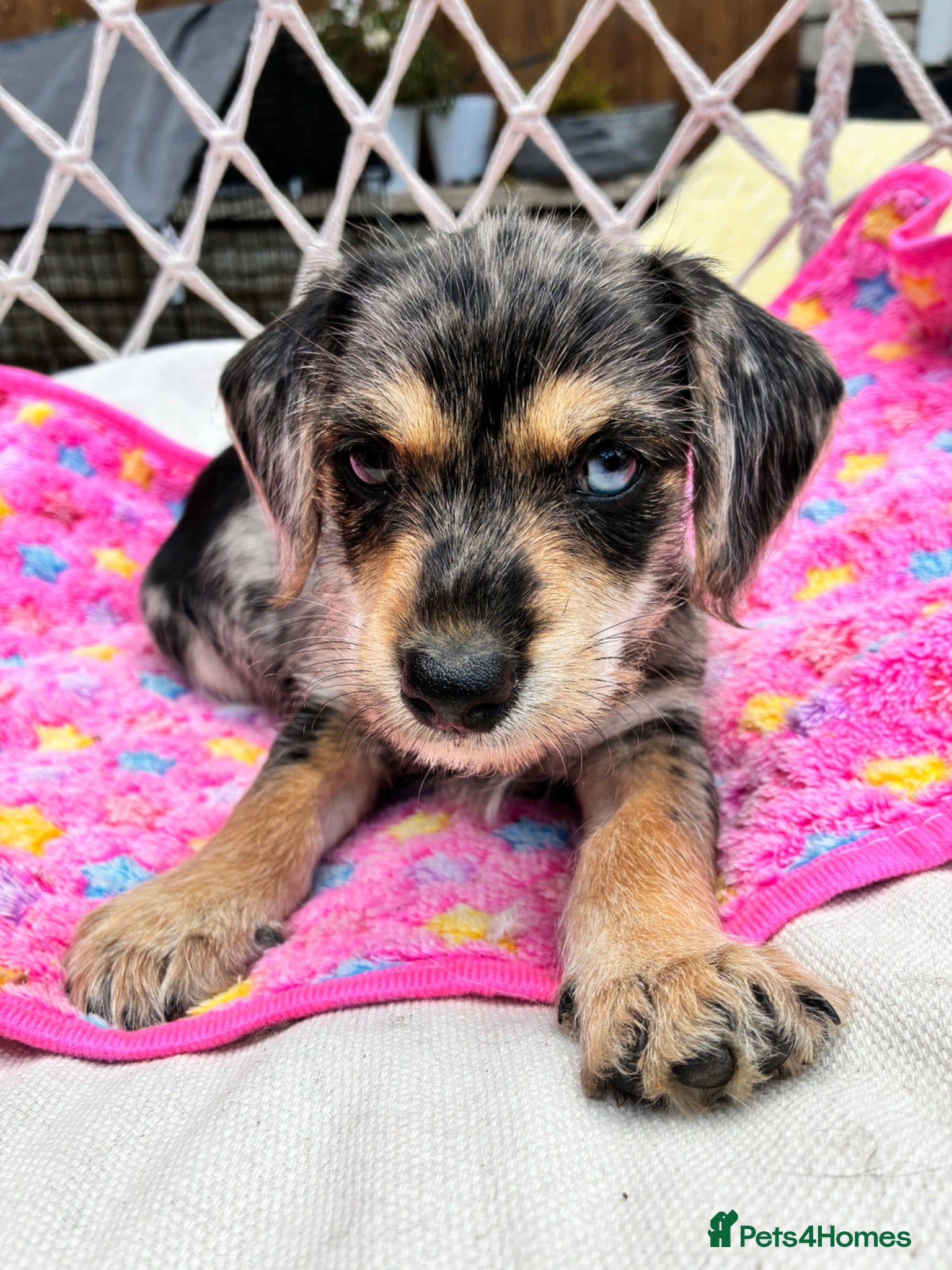 Mixed Breed dogs Beautiful Merle Jorkies - Advert 22