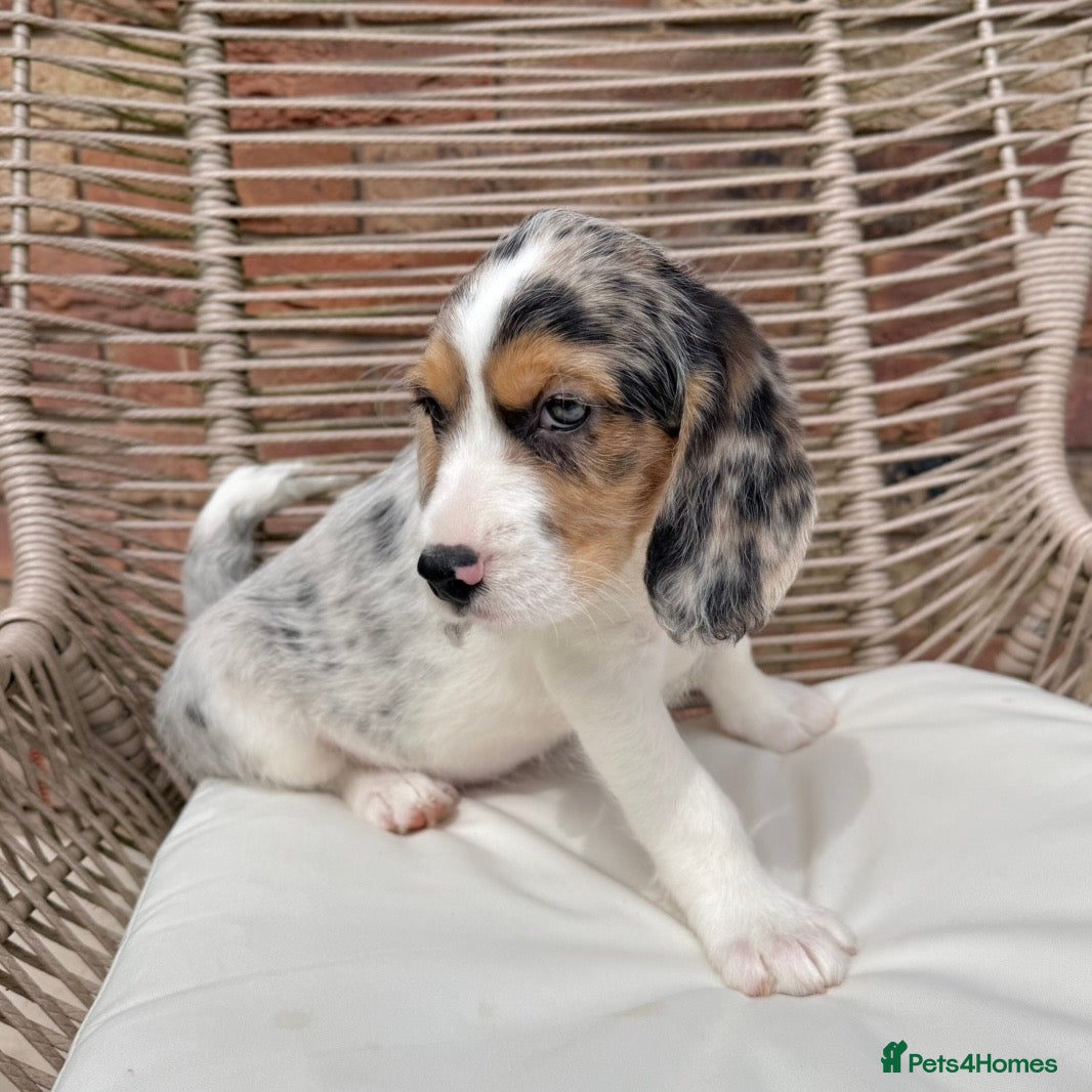 Mixed Breed dogs for sale: ⭐️⭐️Poogle Puppies (Beagle x Miniature Poodle)⭐️⭐️ - Advert 14