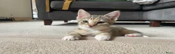 Mixed Breed cats for sale: 2 tabby girl kittens unusual colourings  - Advert 11