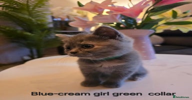 British Shorthair cats - Advert 10