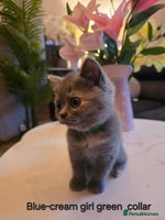 British Shorthair cats - Advert 10