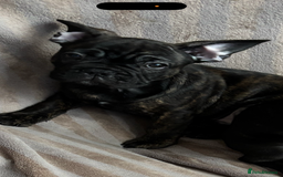 French Bulldog dogs for sale: French Bulldog puppies  - Image 5