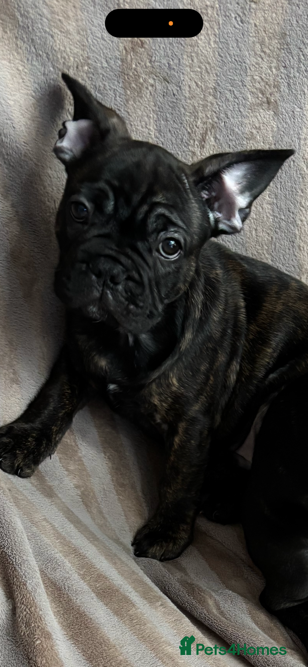 French Bulldog dogs for sale: French Bulldog puppies  - Image 5
