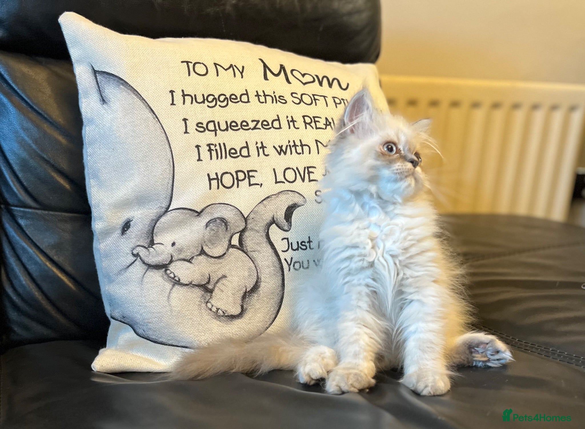 Persian cats Super affectionate, playful Persian kitten (M)  - Advert 10