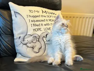 Persian cats Super affectionate, playful Persian kitten (M) - Advert 10