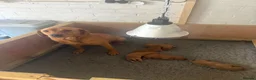 Labrador Retriever dogs for sale: One fox red lab available  in Grimsby - Advert 2