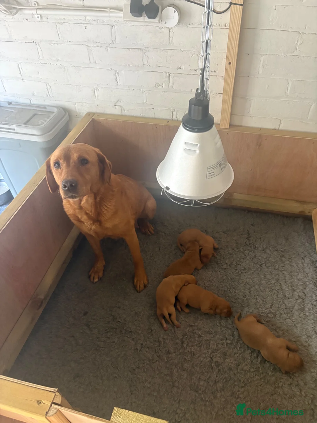 Labrador Retriever dogs for sale: One fox red lab available  in Grimsby - Advert 2