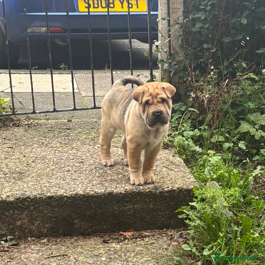 Shar Pei dogs for sale: Shar Pei puppy - Image 2