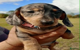 Miniature Dachshund dogs for sale: Stunning silver dapple miniature dachshunds  - Image 21