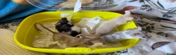 Mouse rodents for sale: Two adult female mice for rehoming - Advert 4