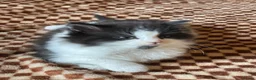 Mixed Breed cats for sale: Beautiful Tuxedo Kittens (Short & Long Hair) - Advert 3
