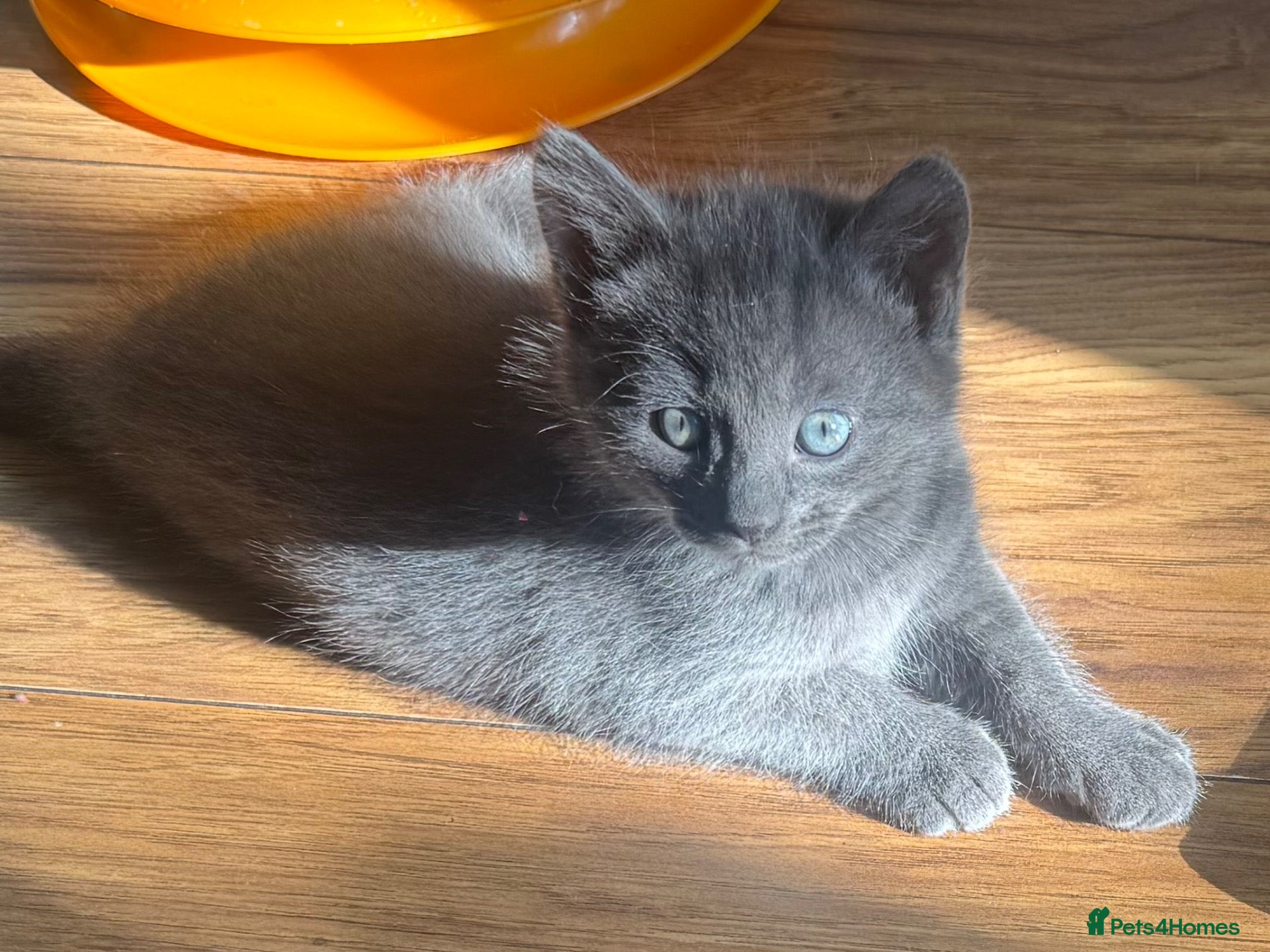 Mixed Breed cats Russian blue mix kittens  - Advert 6