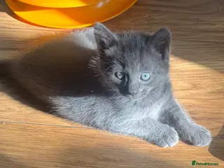 Mixed Breed cats Russian blue mix kittens - Advert 6
