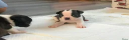 Boston Terrier dogs for sale: 5 BEAUTIFUL BOSTON TERRIER PUPPIES  - Advert 7