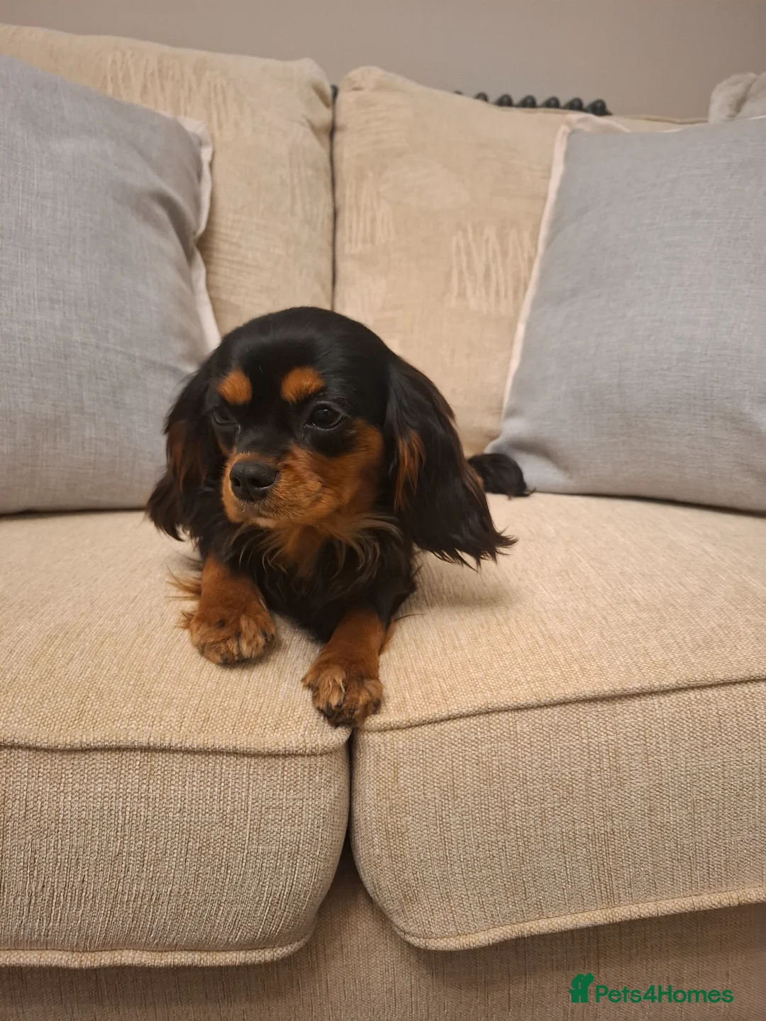 Cavalier King Charles Spaniel dogs for sale: 8 month old females kc health tested parents  - Advert 1