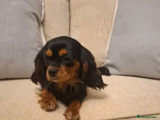 Cavalier King Charles Spaniel dogs 8 month old females kc health tested parents - Advert 2