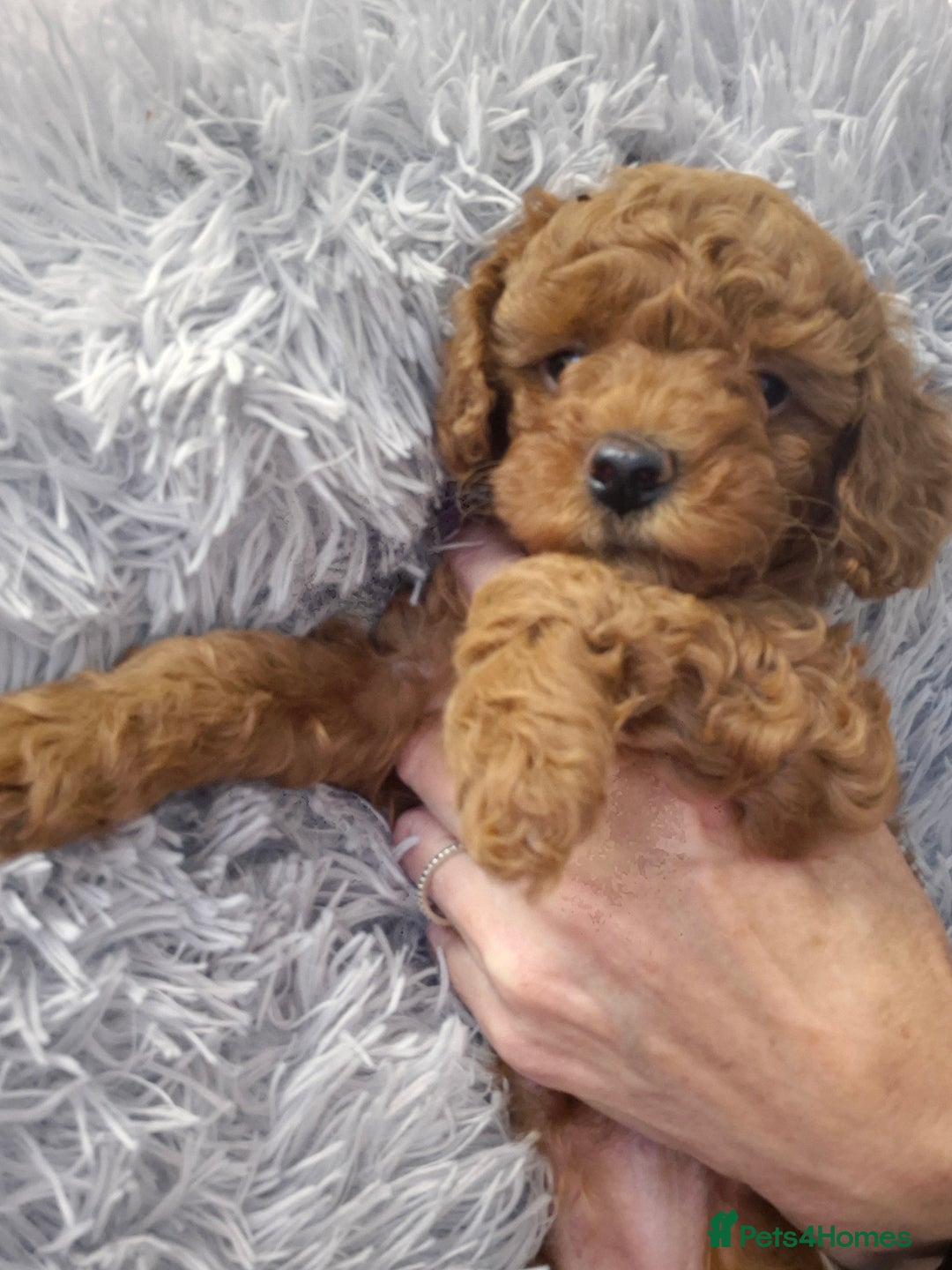 Cavapoo dogs for sale: WAITING LIST NOW OPEN FOR SUMMER 2026.  - Image 10