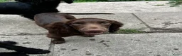 Cocker Spaniel dogs for sale: Cocker spaniel  in Newton Abbot - Advert 8