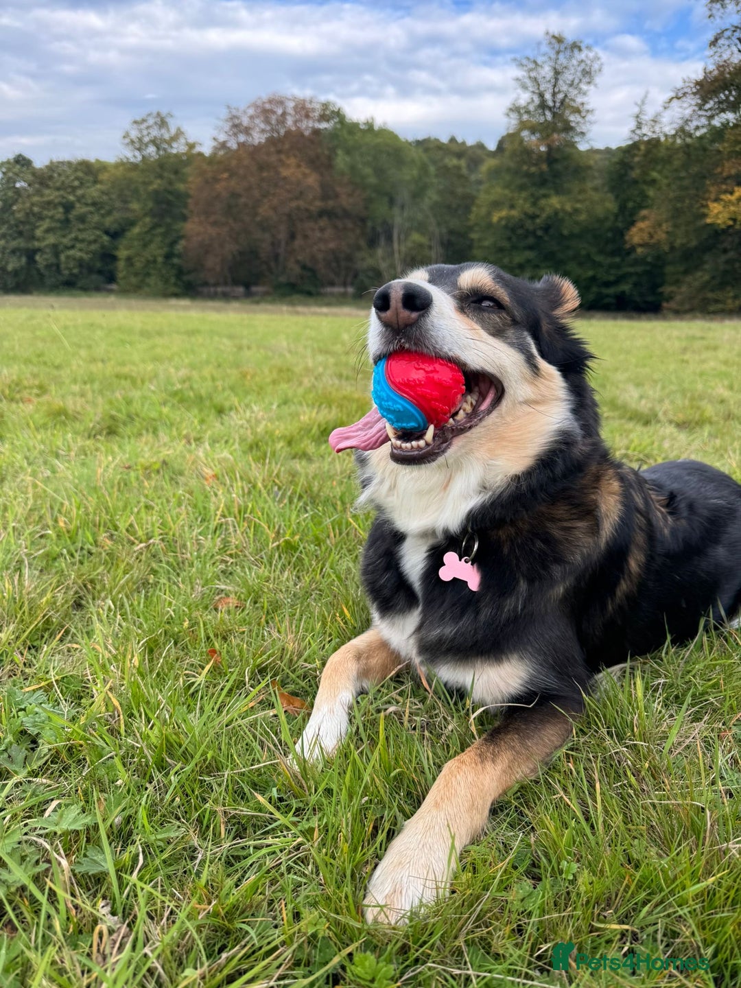 Border Collie dogs for sale: Female Border Collie - Image 2