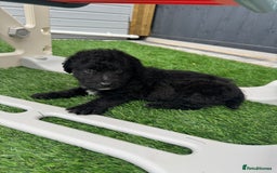 Mixed Breed dogs for sale: Black male puppy jackapoo - Image 10