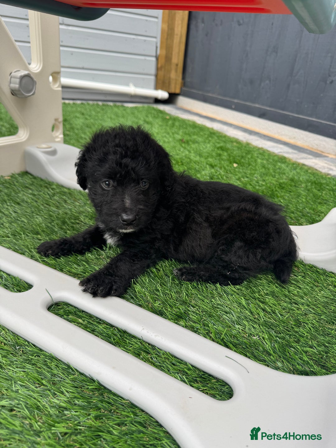 Mixed Breed dogs for sale: Black male puppy jackapoo - Image 10