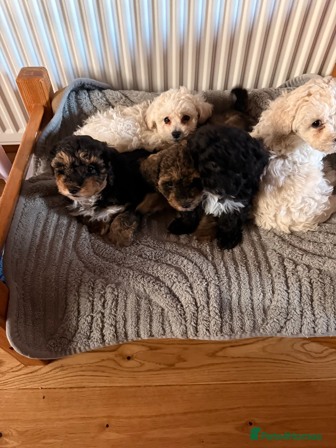 Shihpoo dogs for sale: Shihpoo - Advert 10