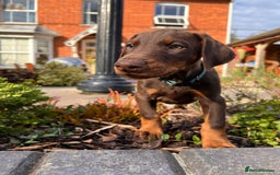 Dobermann dogs for sale: Ready now, Outstanding KC Reg Dobermann puppies - Image 4